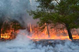 Wildfires damages near 6 billion MNT
